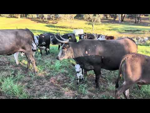 Видео: КРОШЕЧНЫЙ таинственный теленок