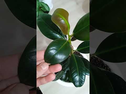 Видео: Моя коллекция фикусов🌿❤️