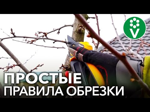 Видео: КАК ОБРЕЗАТЬ СЛИВУ? Правила обрезки сливы для начинающих