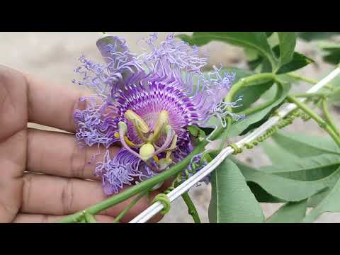 Видео: Цъфтеж на Passiflora Incense [2 част]