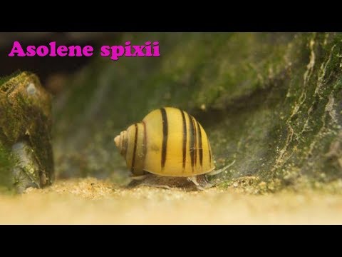 Видео: Улитка Спикса - Asolene spixii