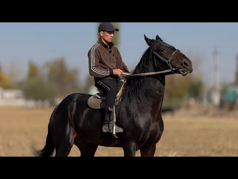 Видео: ЖӨНДҮҮ БААДА ЗОР АТ ЧЫКТЫ 💪🏻#байтв 