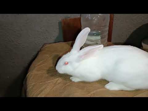 Видео: Лікування вздуття у кроликів🐰