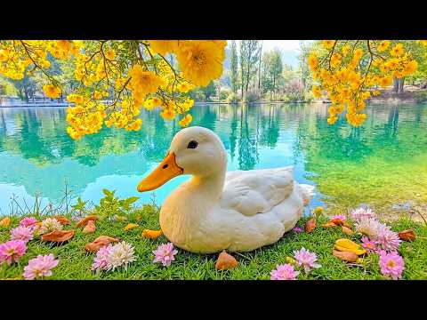 Видео: 100% антистрессовая терапия для разума, тела и души 🕊️ Пусть фортепиано и природа исцелят вас ~ Г...