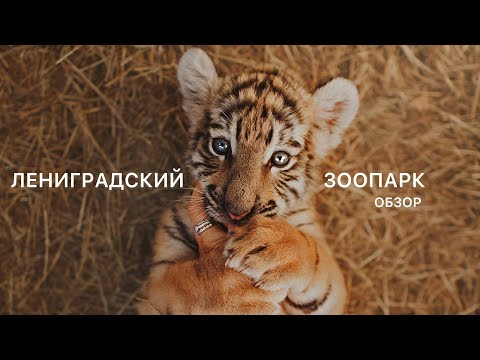 Видео: ЛЕНИНГРАДСКИЙ ЗООПАРК // ЧЕСТНЫЙ ОБЗОР