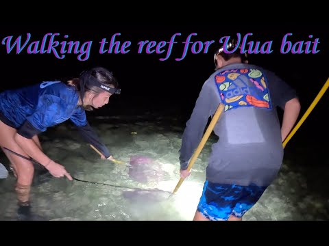 Видео: Прогулка по рифу по отливу в поисках наживки для улуа | Ловля тако и угря