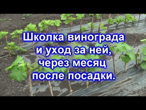 Видео: Школка винограда через месяц после посадки