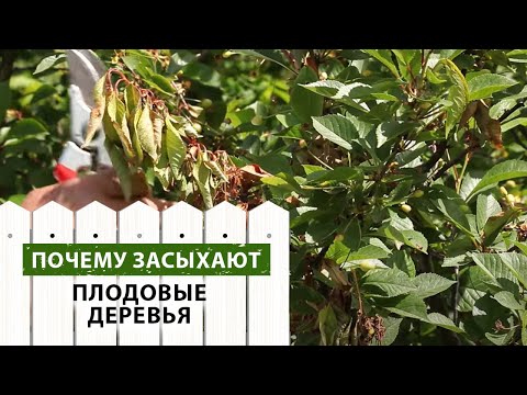 Видео: Почему засыхают ягодные деревья на даче