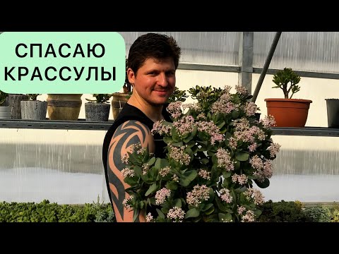 Видео: СПАСЕНИЕ ДЕНЕЖНОГО ДЕРЕВА. ЛЕЧИМ И ПЕРЕСАЖИВАЕМ КРАССУЛУ ТОЛСТЯНКУ