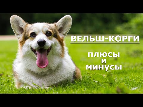 Видео: ВЕЛЬШ-КОРГИ. Плюсы и минусы WELSH CORGI