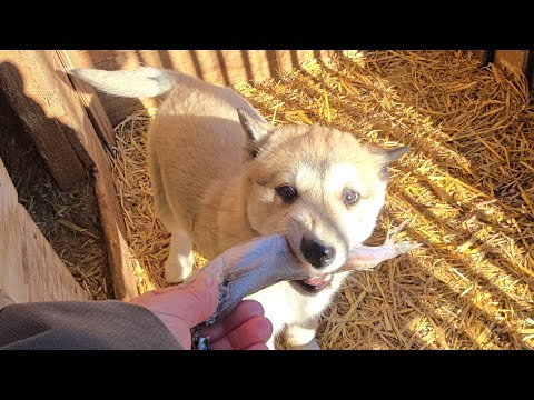 Видео: Второй день жизни /Сколько стоит лайка/
