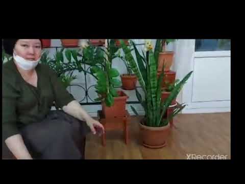 Видео: 5 апреля 2021 г. үйірме апталығы 20 мектеп