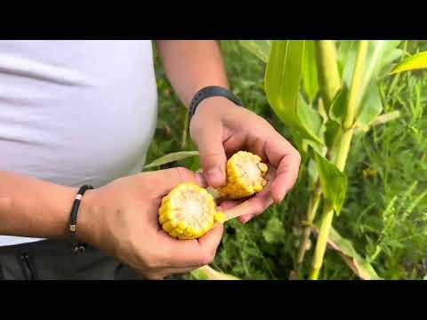 Видео: Гібрид кукурудзи АР18101 К (ФАО 320) ТМ "Агро Ритм". Огляд демо 2024. Технологія Ноу-Тілл.