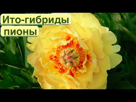 Видео: ПИОНЫ. ИТО-ГИБРИДЫ. Желтые пионы. Pions. Ito-hybrids.