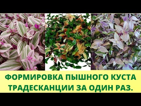 Видео: Как сделать шикарный пышный куст традесканции за 5 минут. Черенкование традесканции с секретиком.