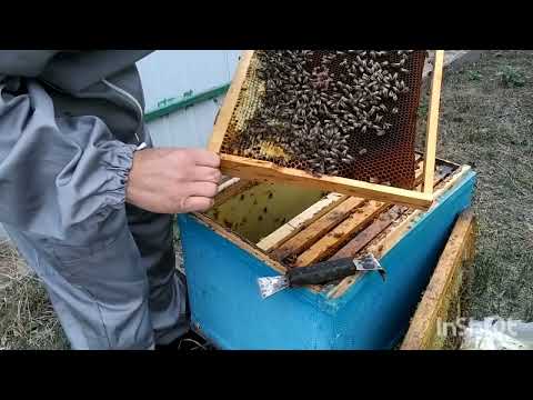 Видео: Формування гнізд 🐝 Підготовка бджіл до зимівлі ❄️🍯 Зла сім'я)