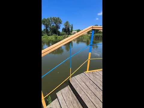 Видео: Цикорій. Краса природи. @-sunflowers