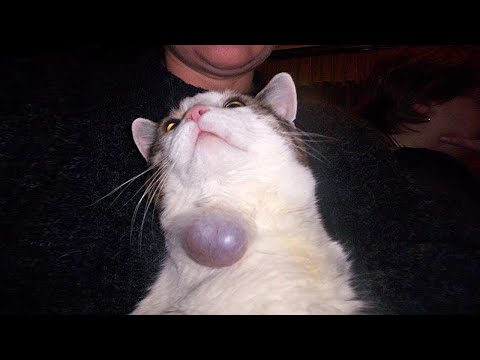 Видео: В новой жизни коту не оказалась места, поэтому хозяева его...
