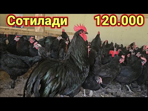 Видео: Катта Чиройли хороз ва макёнлар сотилади 99.408.13.90