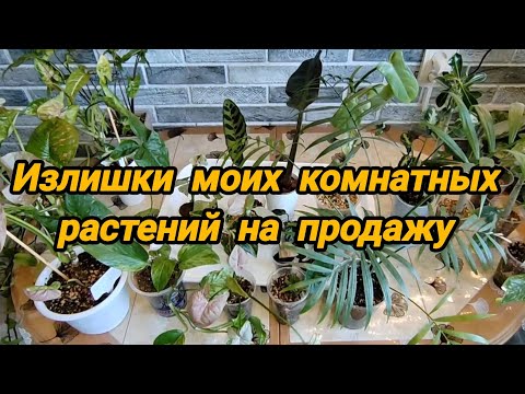 Видео: Излишки моих комнатных растений на продажу