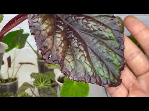 Видео: Детки бегоний. 22.07.2025