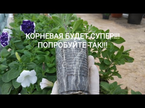 Видео: ХОТИТЕ НАРАСТИТЬ МОЩНЫЙ КОРЕНЬ У ВАШИХ РАСТЕНИЙ, ТОГДА ДАВАЙТЕ СДЕЛАЕМ ЭТО ВМЕСТЕ!СПОСОБЫ РАБОЧИЕ!!!