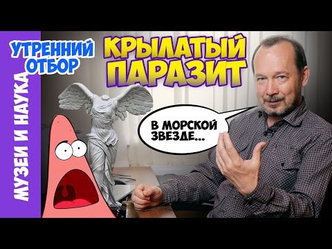 Видео: Крылатый паразит... в морской звезде и не только. Игорь Фадеев