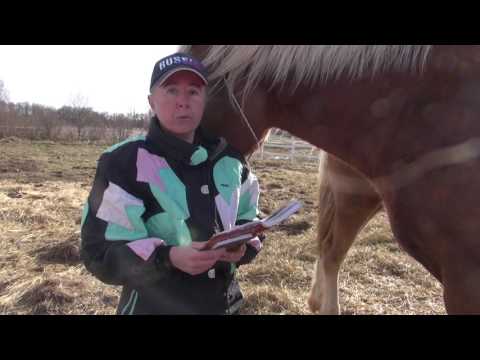 Видео: Сколько стоит "простенькая лошадка под ребёнка и в телегу"