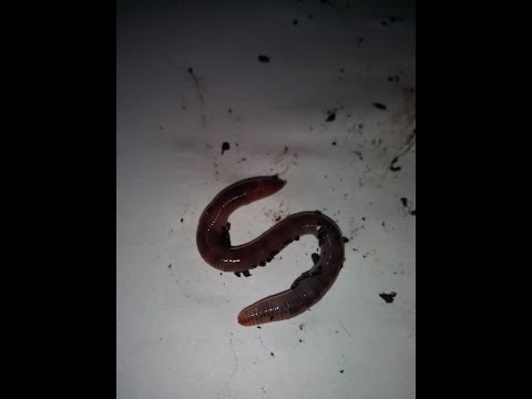 Видео: Дендробена.  Переселение малька  с 08 по 10.03.2017г. в новый субстрат на доращивание