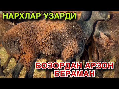 Видео: СИФАТЛИ ЖОЙИДАН ВИДЕО! ЕНДИ НАРХНИ ХАМ АРЗОН КИЛАМИЗ! 