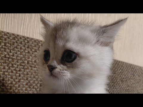 Видео: Милый мамин сынок котик . МАМИНА ЛЮБОВЬ .