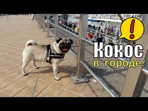 Видео: Жизнь с мопсом! Мопс больше чем СОБАКА !!! Какие они, МОПСЫ?
