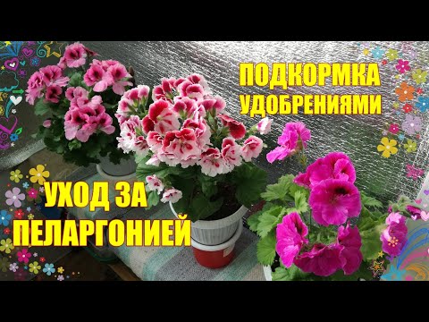 Видео: Основные моменты ухода за пеларгонией. Какое удобрение я использую
