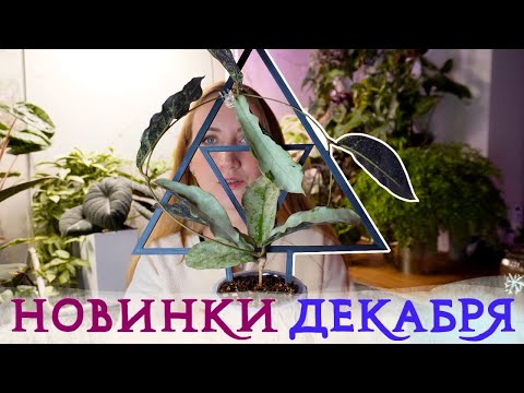 Видео: НОВИНКИ декабря | РАСТЕНИЯ на день Рождения | Алоказии и хойи