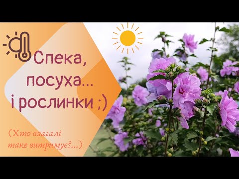 Видео: ПОСУХОСТІЙКІ РОСЛИНИ у моєму саду, або кому ПОДОБАЄТЬСЯ СПЕКА | Моя Квітуча Садиба