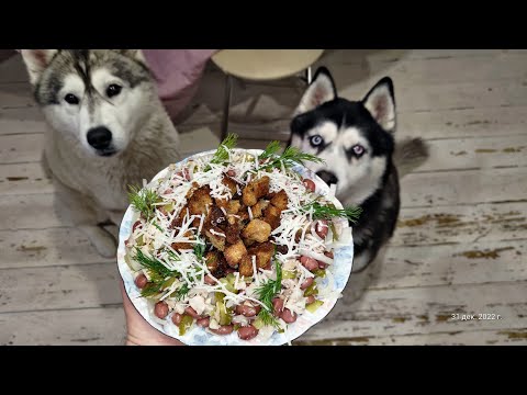 Видео: Можно ли кормить собаку кашей? Можно, но только не щенка Хаски