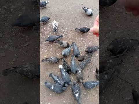 Видео: Первый раз - на улицу во время ОРВИ| Делюсь едой с птицами!🕊 Ворона- контролёр🐦‍⬛