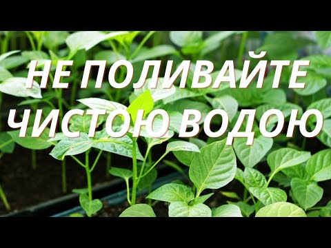 Видео: Щоб розсада перцю не🌶 витягувалася і була міцною‼️Мало хто так робить‼️