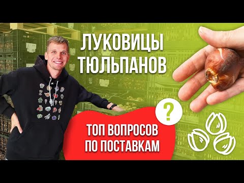 Видео: ТОП часто задаваемых вопросов по луковицам тюльпанов