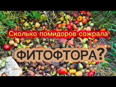 Видео: Помидоры на помойку!😱 Потери урожая из-за фитофторы.