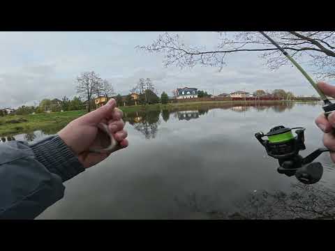 Видео: Прошелся по щучим местам, поймал щуку на нытье и  колебалку форелевую.