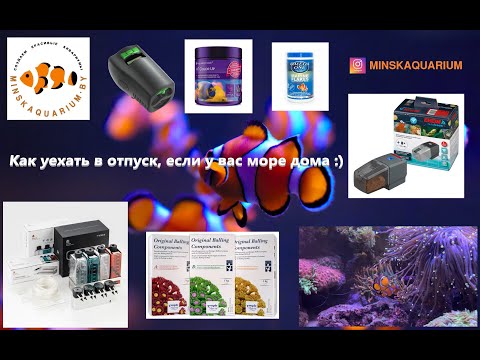 Видео: Морской аквариум дома: что делать, если хочется в отпуск?