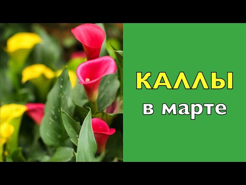 Видео: ЧТО ДЕЛАТЬ с КАЛЛАМИ после ЗИМНЕЙ СПЯЧКИ?