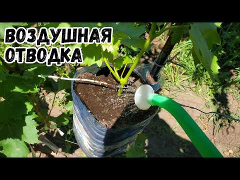 Видео: Воздушная отводка винограда "Ламборджини".