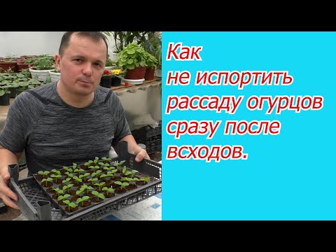 Видео: Всходы огурцов появились через 3 дня - что срочно сразу делаем.