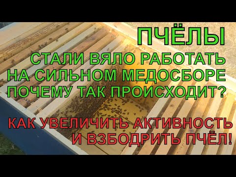 Видео: Падает АКТИВНОСТЬ ПЧЁЛ на сильном взятке КАК УВЕЛИЧИТЬ И ВЗБОДРИТЬ ПЧЁЛ чтобы больше было мёду ✅☝️🐝