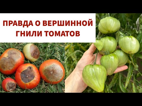 Видео: ГЛАВНЫЕ ПРИЧИНЫ ПОЯВЛЕНИЯ ВЕРШИННОЙ ГНИЛИ НА ТОМАТАХ. Почему подкормки не помогают