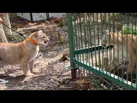 Видео: Пума Месси знакомится с невестами! Дакота и Асти чуть не подрались из-за завидного жениха!