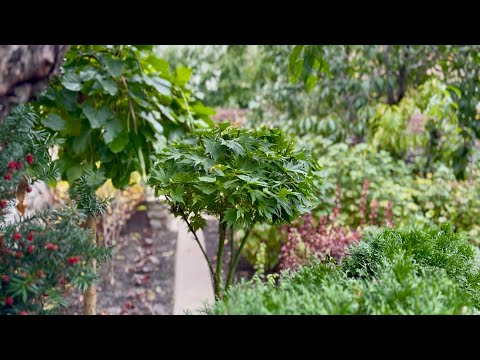 Видео: ТРИ КЛЕНА В НАШЕМ САДУ: ИСТОРИЯ, ОСОБЕННОСТИ, УХОД! СТРИЖКА: КЛЕН "ORANGE DREAM", КАЛИКАНТУС, …