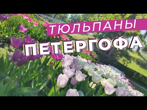 Видео: Тюльпаны Петергофа